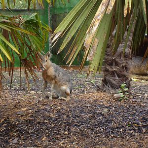 Mara in Meet the Monkeys (June 2008)