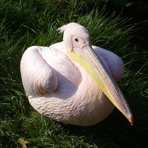 Pelican