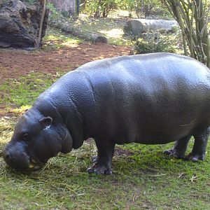 Pygmy Hippo