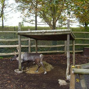 Reindeer