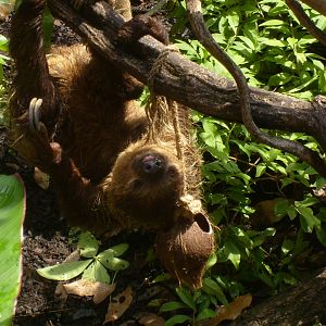 Linne's Two-Toed Sloth in Rainforest Life