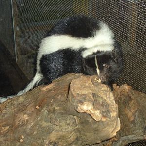 Striped Skunk in Casson Pavilion (Zoo World)