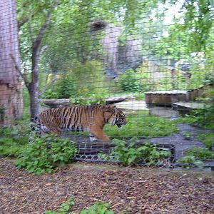 Sumatran Tiger in Cat Terraces (June 2008)