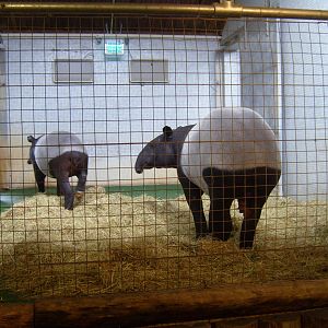 Malayan Tapirs in Cotton Terraces