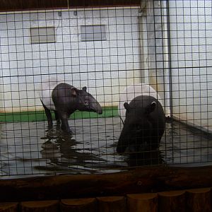 Malayan Tapirs in Cotton Terraces