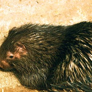 Juvenile Phillipine porcupine