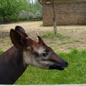 Okapi (June 2008)