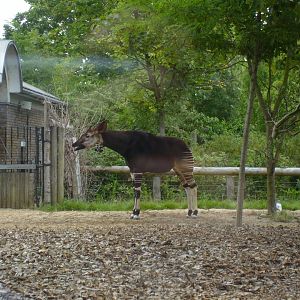 Okapi