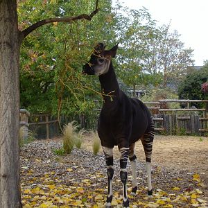 Okapi