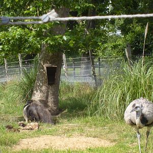 Rheas & Anteaters