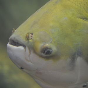 Colossoma macropomum