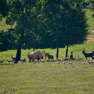 NC Zoo: 13 Day old White Rhino & Mother