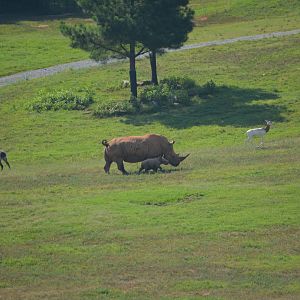 NC Zoo: 13 Day old White Rhino & Mother