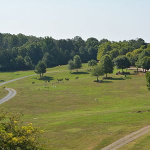 NC Zoo: Watani Grasslands (South End of Habitat)