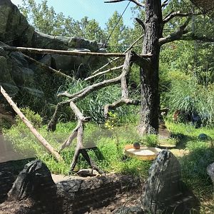 NC Zoo: Ocelot Exhibit