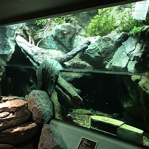 NC Zoo: New Hellbender Display