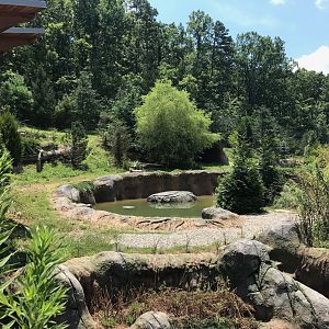 NC Zoo: Lush Polar Bear Exhibit