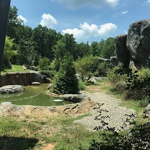 NC Zoo: Lush Polar Bear Exhibit