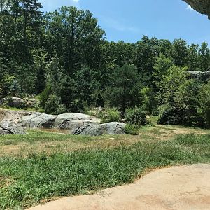 NC Zoo: Lush Polar Bear Exhibit