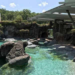 NC Zoo: California Sea Lion & Harbor Seal Exhibit