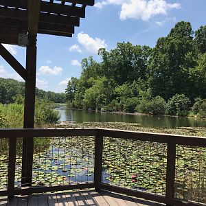 NC Zoo: Marsh Boardwalk