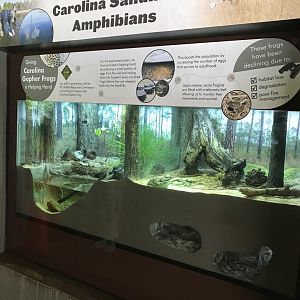 NC Zoo: New Native Reptile Display