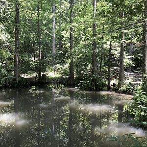 NC Zoo: Largest Alligator exhibit