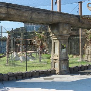 Lost Kingdom - Siamang Exhibit