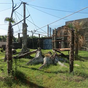 Lost Kingdom - Siamang Exhibit