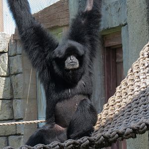 Lost Kingdom - Siamang Exhibit