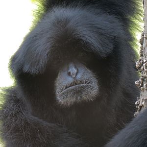 Lost Kingdom - Siamang Exhibit
