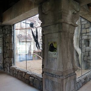 Lost Kingdom - Viewing Building Interior - Siamang Exhibit Dayroom