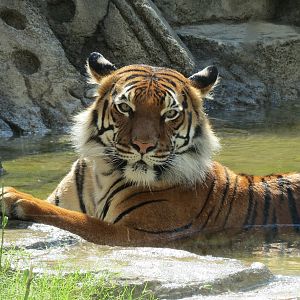 Lost Kingdom - Malayan Tiger Exhibit 1