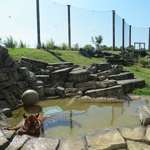 Lost Kingdom - Malayan Tiger Exhibit 1