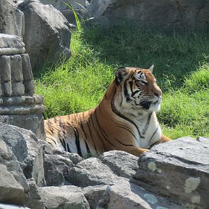 Lost Kingdom - Malayan Tiger Exhibit 1