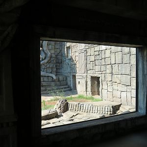 Lost Kingdom - Malayan Tiger Exhibit 1