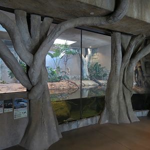 Lost Kingdom - Chinese Alligator and Others Exhibit