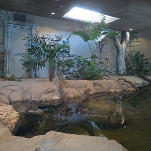 Lost Kingdom - Chinese Alligator and Others Exhibit