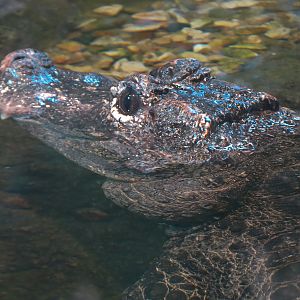 Lost Kingdom - Chinese Alligator and Others Exhibit