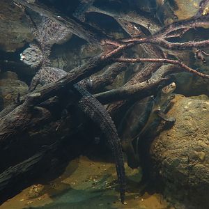 Lost Kingdom - Chinese Alligator and Others Exhibit