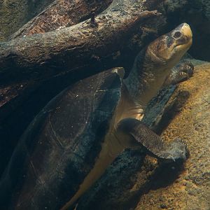 Lost Kingdom - Chinese Alligator and Others Exhibit - Malaysian Giant Turtle