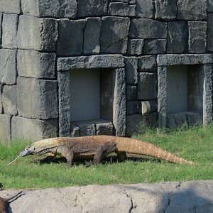 Lost Kingdom - Komodo Dragon Exhibit 2