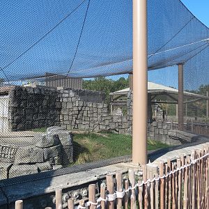 Lost Kingdom - Komodo Dragon Exhibit 2