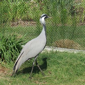 Lost Kingdom - Aviary Exhibit - Demoiselle Crane