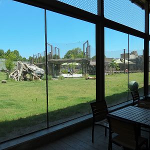 Lost Kingdom - Malayan Tiger Exhibit 2 - View from Rajan's