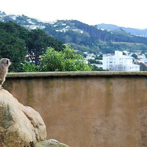 Meerkat watching the city for danger