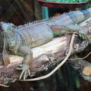 Green Iguana (Iguana iguana)