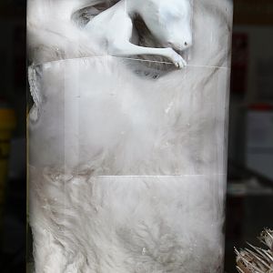 Kangaroo joey in pouch (preserved)