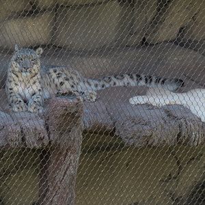 Lost Kingdom - Snow Leopard Exhibit