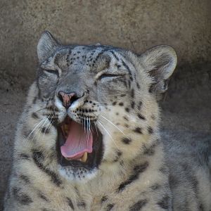 Lost Kingdom - Snow Leopard Exhibit